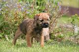 BORDER TERRIER 184